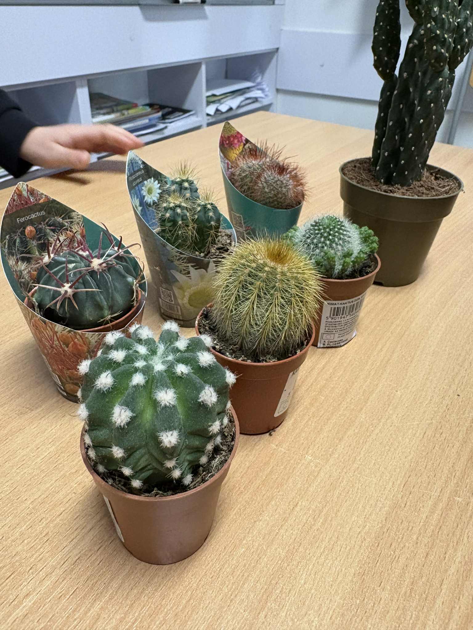 Lekcja o kaktusach- zainteresowania naszych uczniów